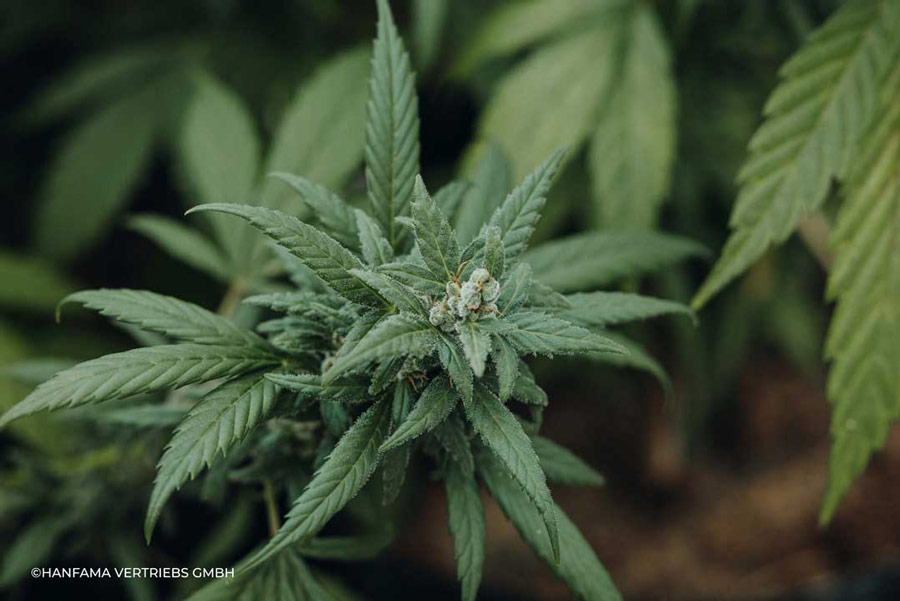 Cannabispflanze im Fokus