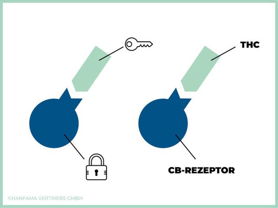 Erklär Grafik CB Rezeptoren - Endocannabinoid-System 